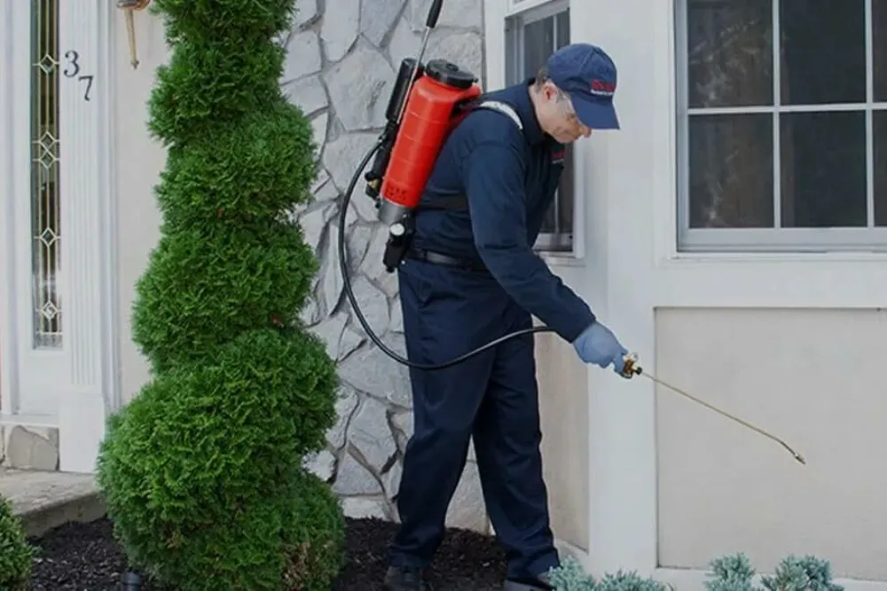 Ant Pest Control Houston