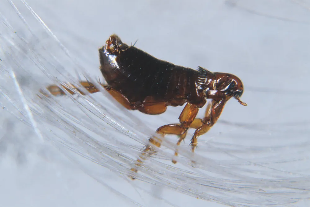 Flea Pest Control