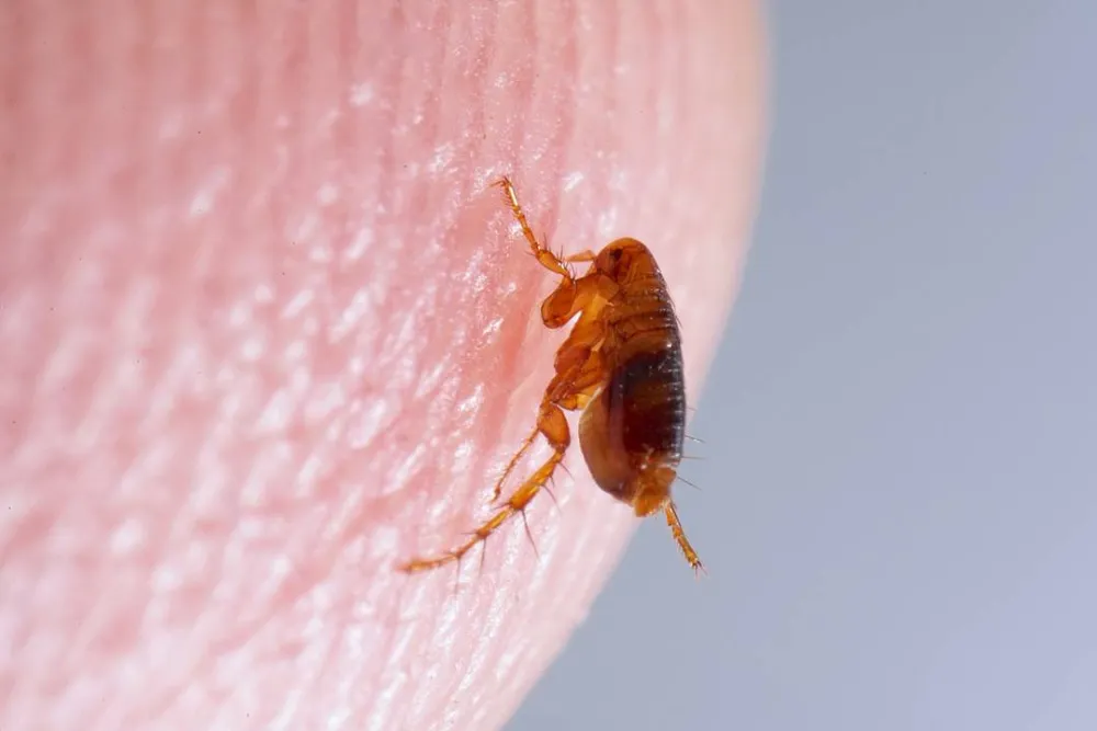 Flea Pest Control