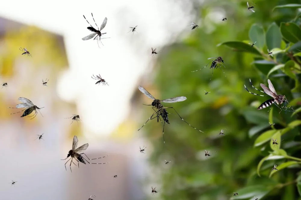 Mosquito Control in Houston