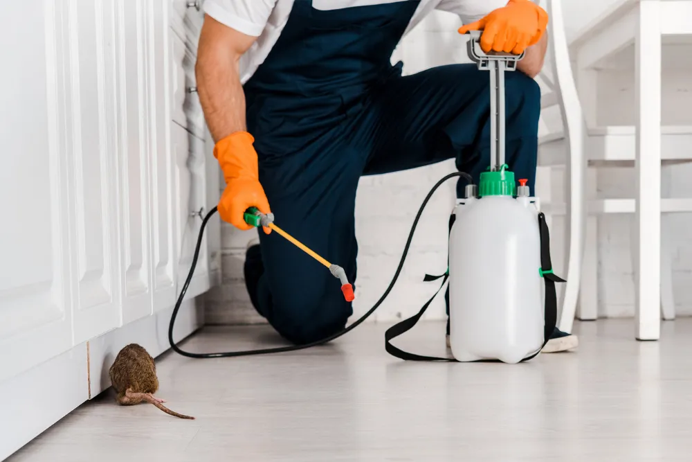 Rodent Control in Houston