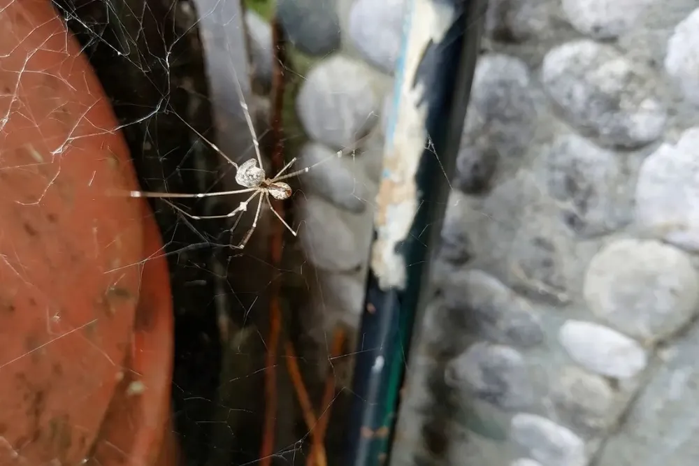 Spider Control in Houston