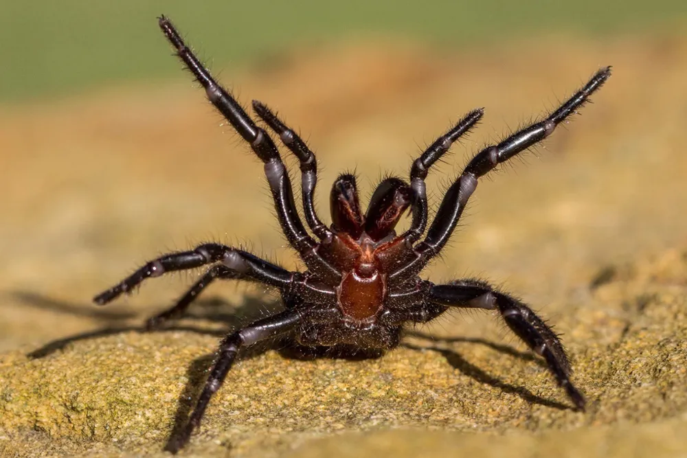 Spider Control in Houston