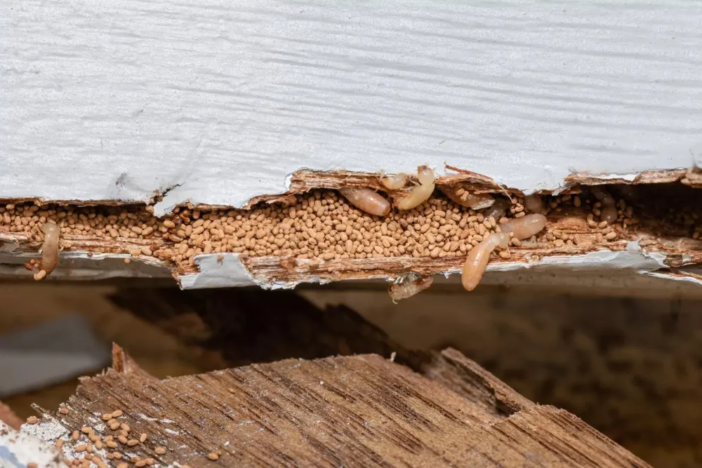 Termite Pest Control Houston