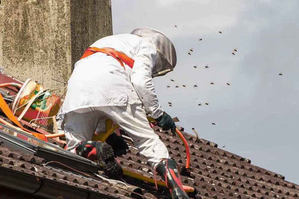 Wasp Control in Houston