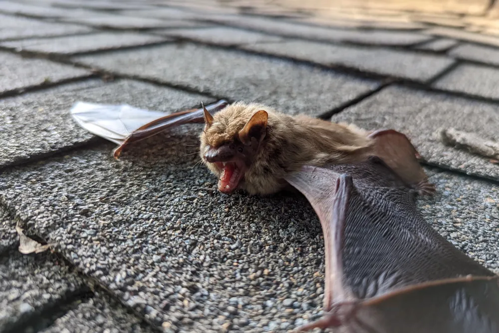 Wildlife Control in Houston