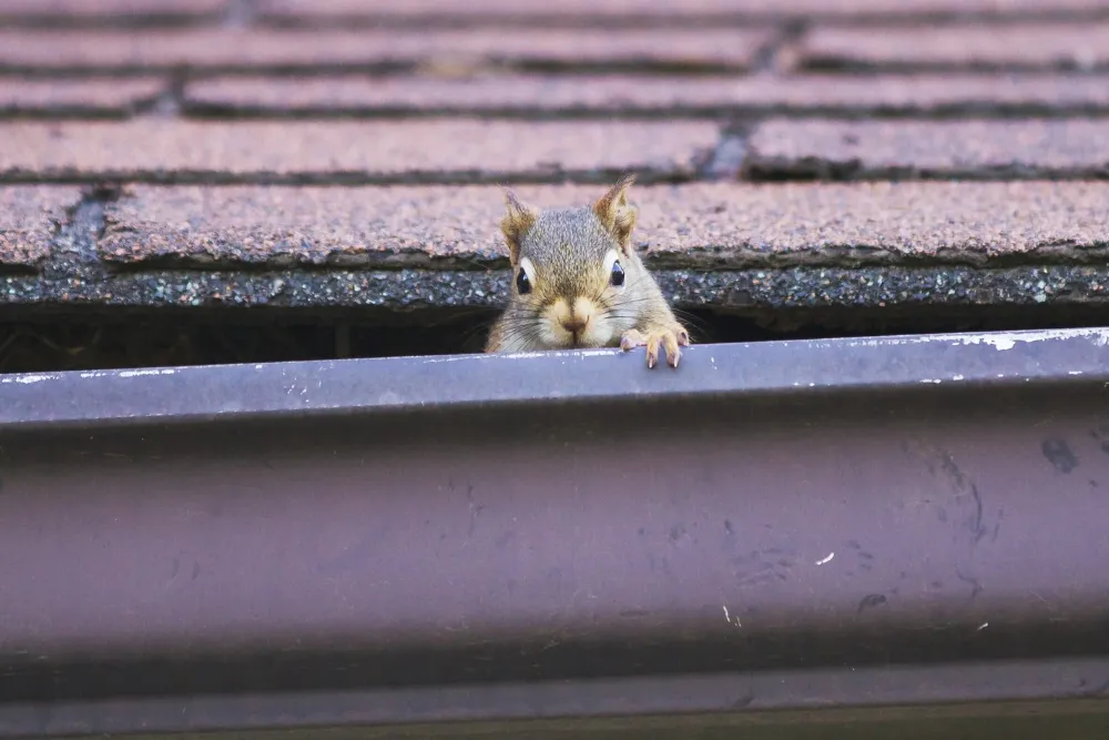 Wildlife Control in Houston