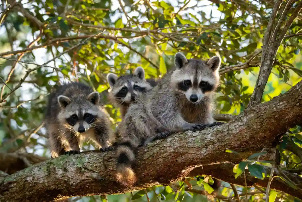 Raccoon Control in Houston