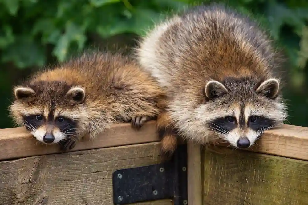 Raccoon Control in Houston