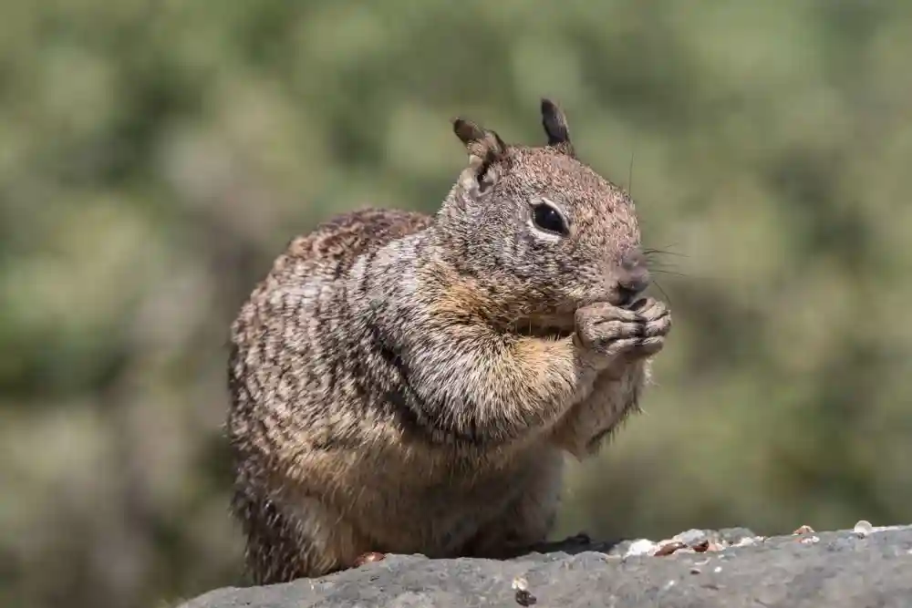Squirrel Control in Houston