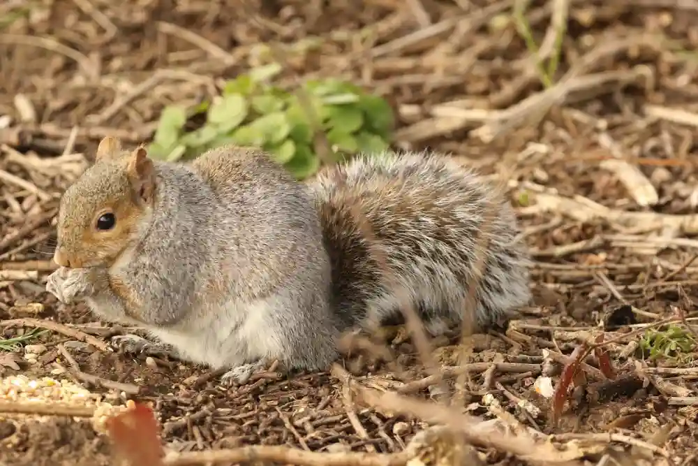 Squirrel Control in Houston