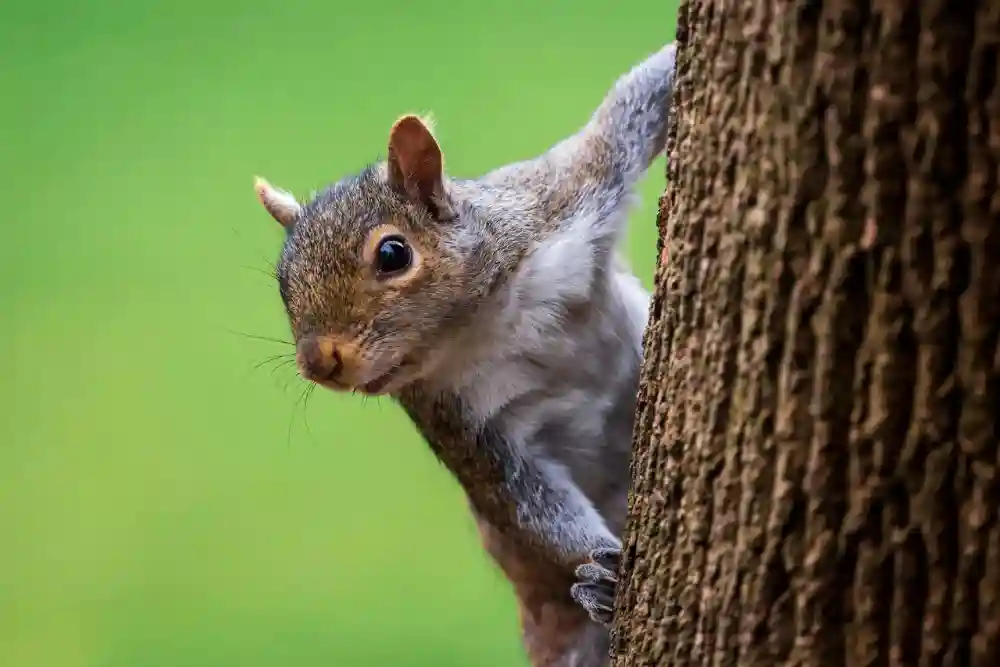 Squirrel Control in Houston